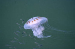 index005005.jpg